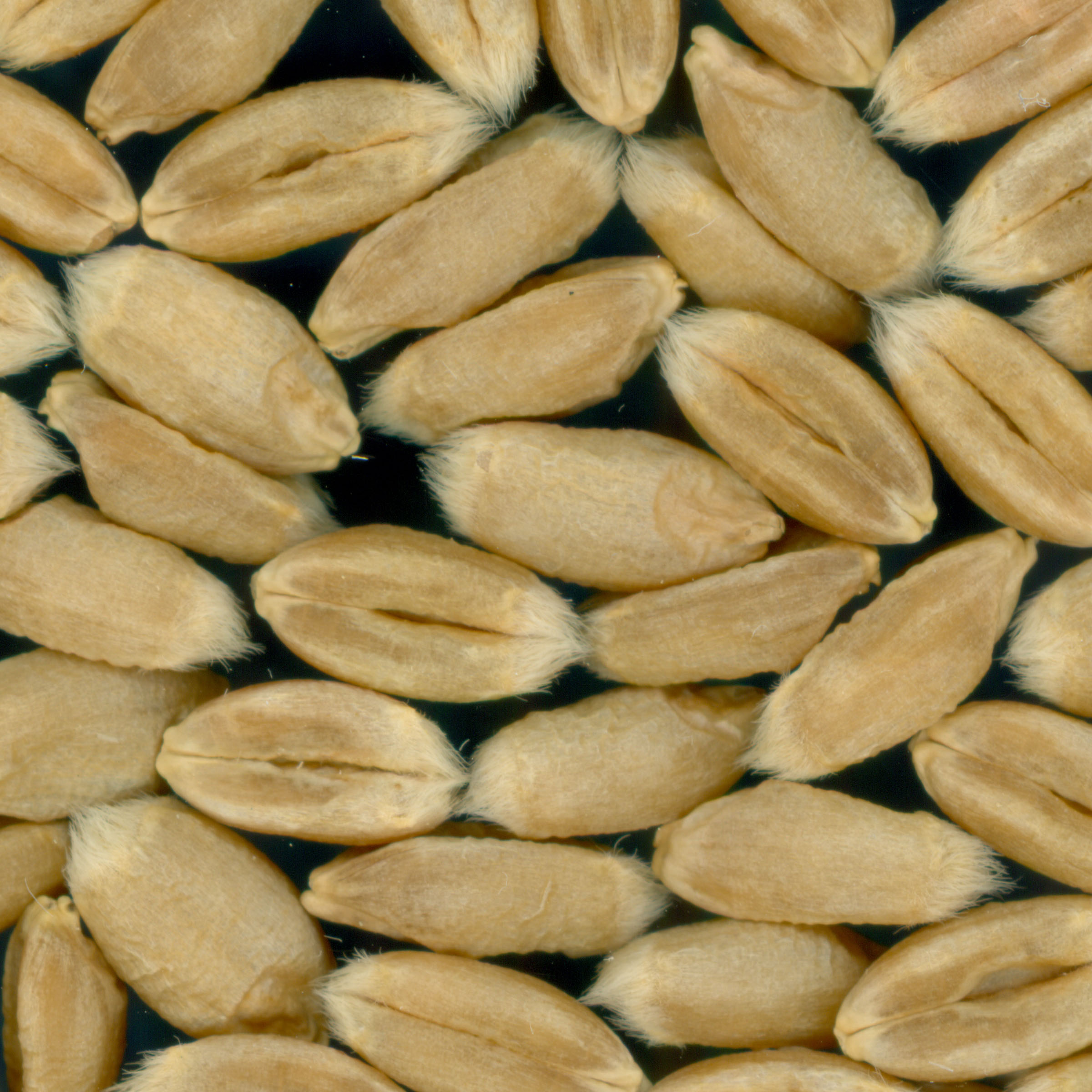 KERNELS
